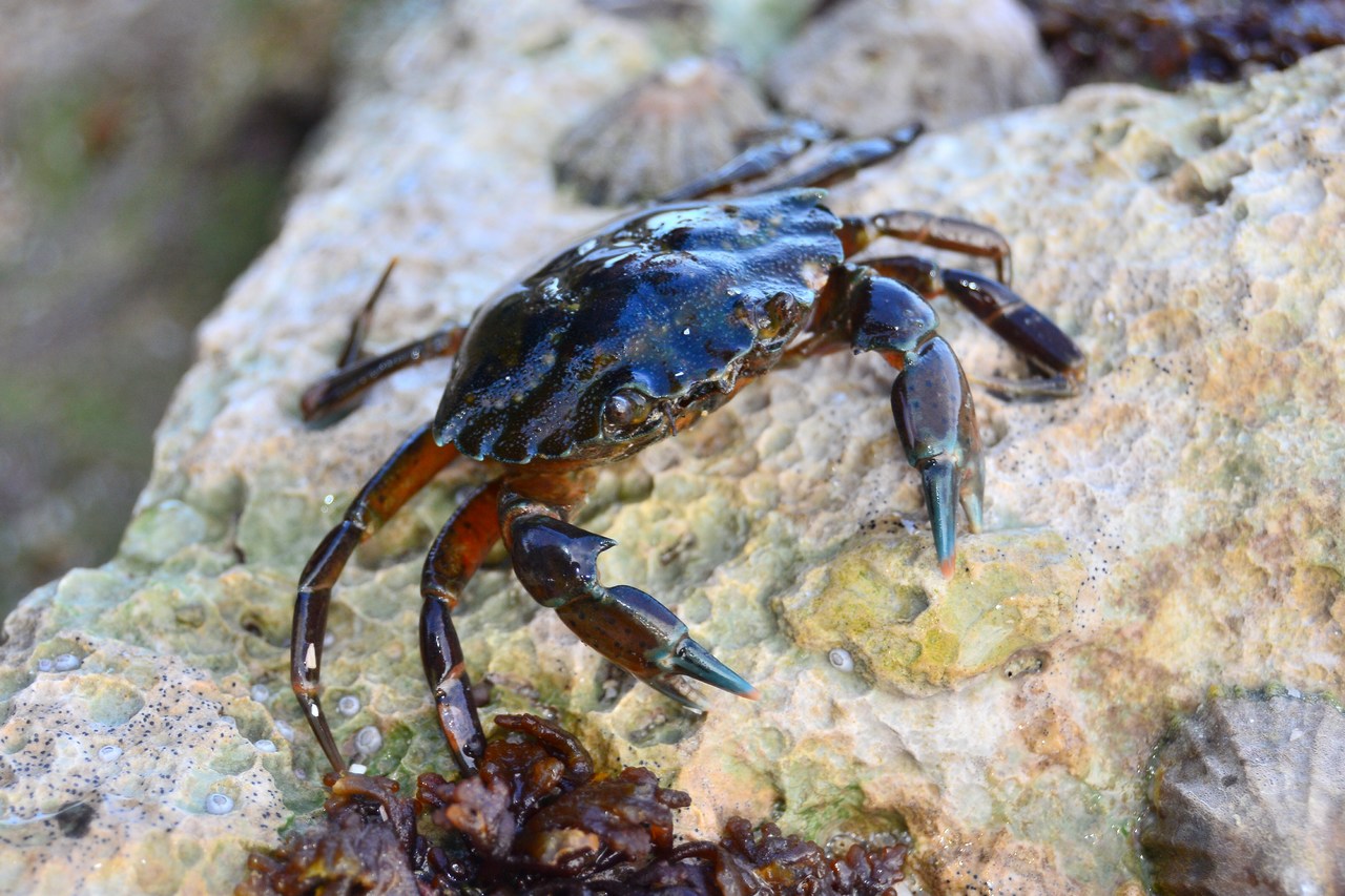 Carcinus maenas